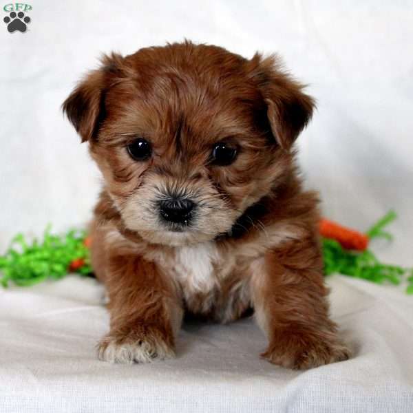 Colin, Yorkie-Chon Puppy