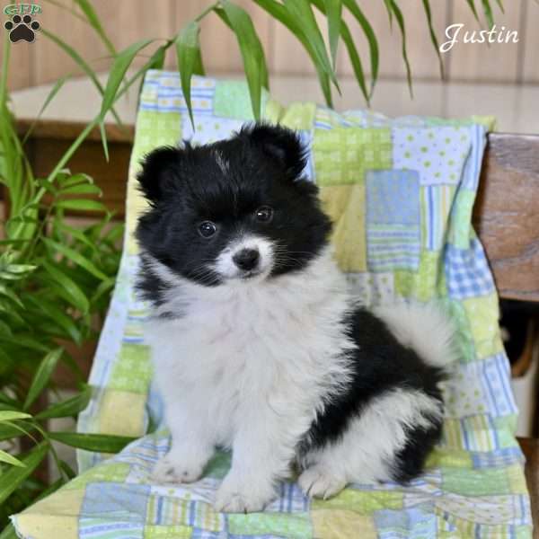 Justin, Pomeranian Puppy