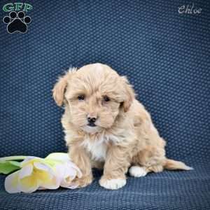 Chloe, Maltipoo Puppy