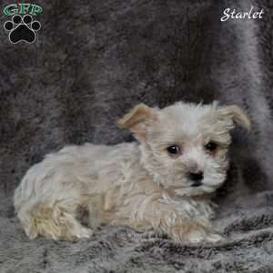 Starlet, Westiepoo Puppy
