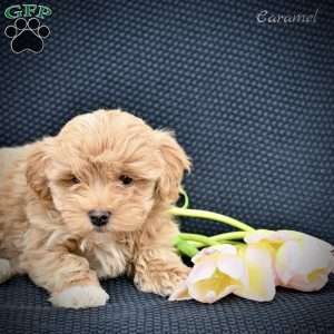 Caramel, Maltipoo Puppy