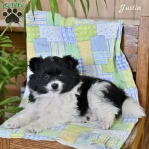Justin, Pomeranian Puppy