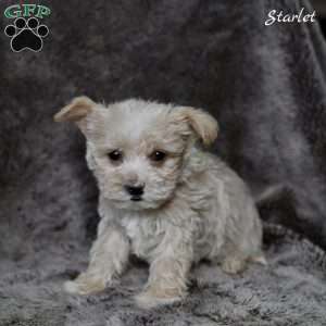 Starlet, Westiepoo Puppy