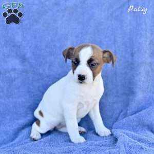 Patsy, Jack Russell Terrier Puppy