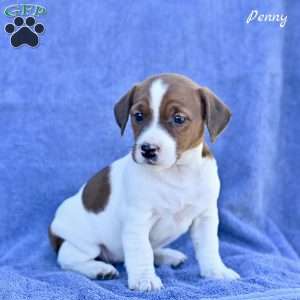 Penny, Jack Russell Terrier Puppy