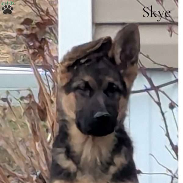 Skye, German Shepherd Puppy