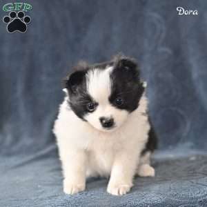 Dora, Pomeranian Puppy