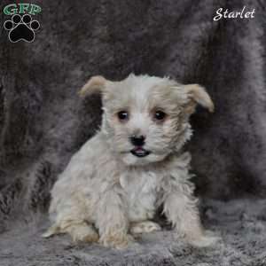 Starlet, Westiepoo Puppy