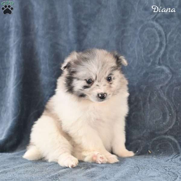 Diana, Pomeranian Puppy