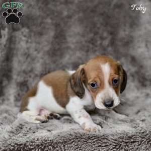 Toby, Dachshund Puppy