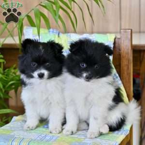 Jenny, Pomeranian Puppy