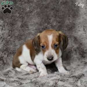 Toby, Dachshund Puppy