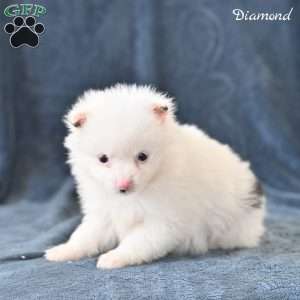 Diamond, Pomeranian Puppy