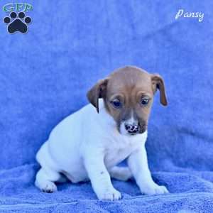 Pansy, Jack Russell Terrier Puppy