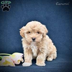 Caramel, Maltipoo Puppy