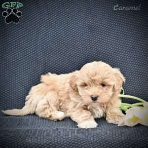 Caramel, Maltipoo Puppy