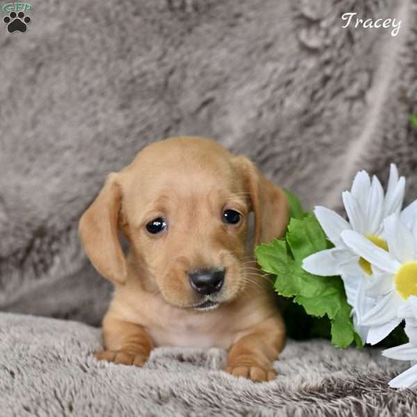 Tracey, Dachshund Puppy