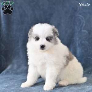 Dixie, Pomeranian Puppy