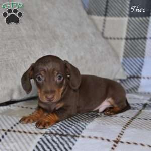 Theo, Dachshund Puppy