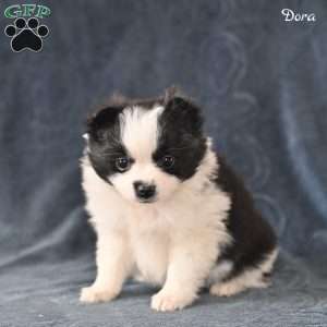 Dora, Pomeranian Puppy