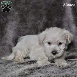 Sidney, Westiepoo Puppy