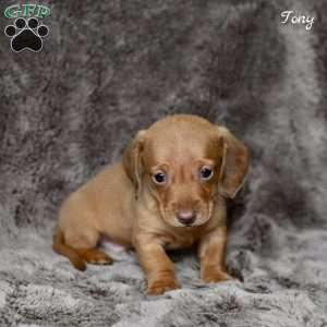 Tony, Dachshund Puppy