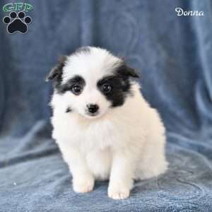 Donna, Pomeranian Puppy