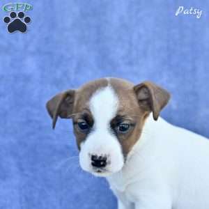 Patsy, Jack Russell Terrier Puppy