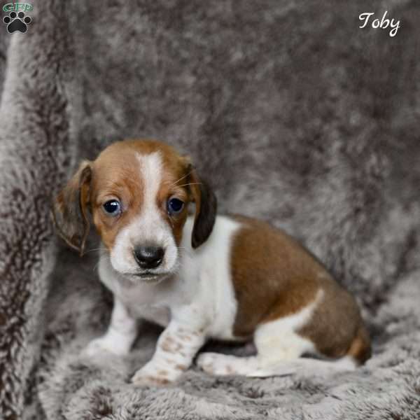 Toby, Dachshund Puppy