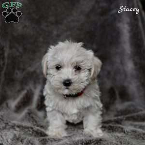 Stacey, Westiepoo Puppy