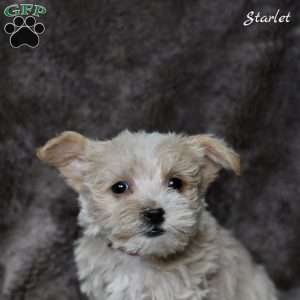 Starlet, Westiepoo Puppy