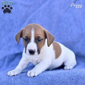 Peggy, Jack Russell Terrier Puppy