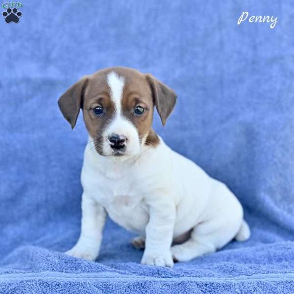Penny, Jack Russell Terrier Puppy
