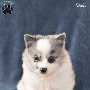 Duke, Pomeranian Puppy