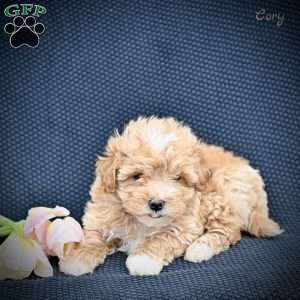 Cory, Maltipoo Puppy