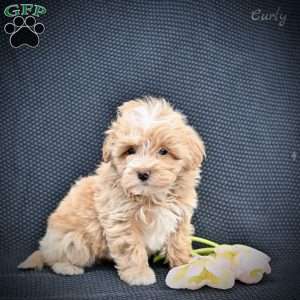 Curly, Maltipoo Puppy