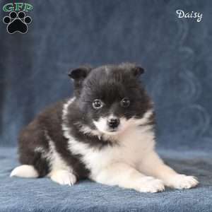 Daisy, Pomeranian Puppy