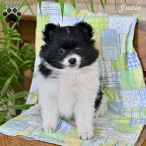 Justin, Pomeranian Puppy