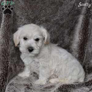 Scotty, Westiepoo Puppy