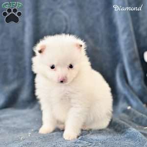 Diamond, Pomeranian Puppy