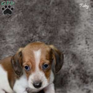 Toby, Dachshund Puppy