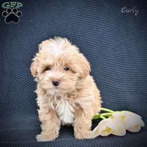 Curly, Maltipoo Puppy