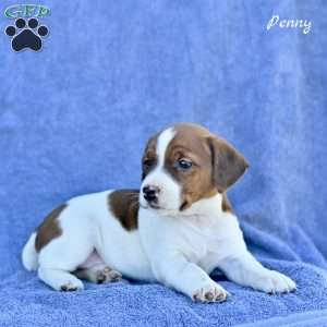 Penny, Jack Russell Terrier Puppy