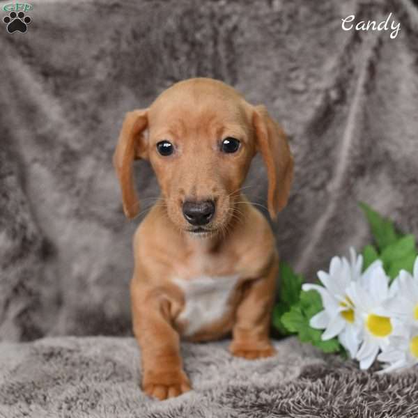 Candy, Dachshund Puppy