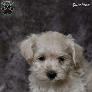 Sunshine, Westiepoo Puppy