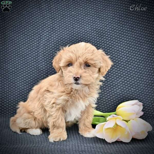 Chloe, Maltipoo Puppy