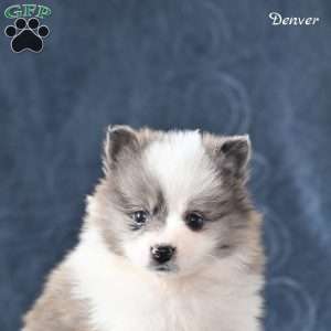 Denver, Pomeranian Puppy