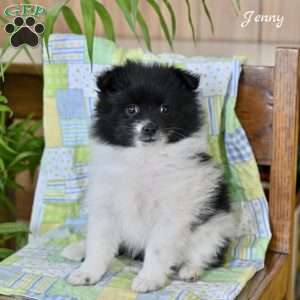 Jenny, Pomeranian Puppy