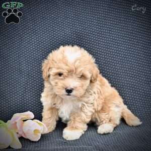 Cory, Maltipoo Puppy
