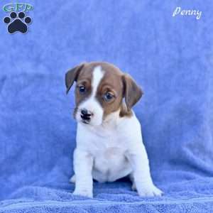 Penny, Jack Russell Terrier Puppy